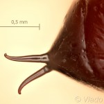 Orthosia miniosa - Mora načervenalá 10-28-34vs