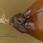 Plagodis pulveraria - Listnatka vŕbová 10-51-27v