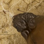 Plagodis pulveraria - Listnatka vŕbová 12-56-27v