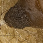 Plagodis pulveraria - Listnatka vŕbová 15-29-34v