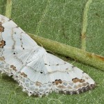 Scopula decorata - Piadica ozdobná 19-54-57