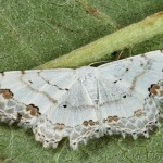 Scopula decorata - Piadica ozdobná 19-56-15