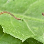 Scopula floslactata - Piadica marinková 22-39-18