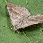 Scotopteryx coarctaria - Piadivka zanovätníková 16-34-22