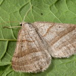 Scotopteryx coarctaria - Piadivka zanovätníková 16-39-22