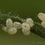 Scotopteryx coarctaria - Piadivka zanovätníková 19-44-19