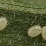 Scotopteryx coarctaria - Piadivka zanovätníková 19-51-12