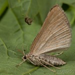 Scotopteryx coarctaria - Piadivka zanovätníková 23-03-57