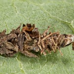 Sterrhopterix fusca - Vreckovec dubový 22-48-54