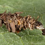 Sterrhopterix fusca - Vreckovec dubový 22-49-36