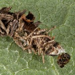 Sterrhopterix fusca - Vreckovec dubový 22-54-52