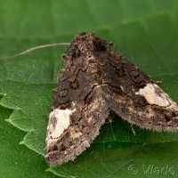 Tyta luctuosa - Stužkavec pupencový 22-48-16