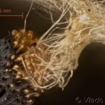 Marumba quercus - Lišaj dubový 09-04-33vs