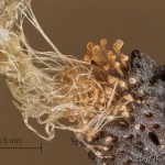Marumba quercus - Lišaj dubový 13-33-04vs