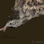 Mimas tiliae – Lišaj lipový 10-21-03av