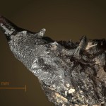 Mimas tiliae – Lišaj lipový 14-02-36v