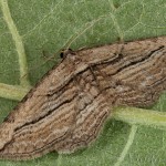 Horisme corticata - Piadivka kôrová 15-25-35