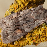 Lithophane furcifera - Mora brezinová 18-09-16