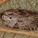 Acleris schalleriana - Obaľovač azalkový 15-37-11