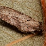 Acleris schalleriana - Obaľovač azalkový 15-40-11