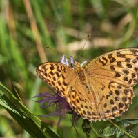 Argynnis laodice - Perlovec východný IMG_4104