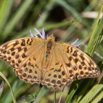 Argynnis laodice - Perlovec východný IMG_4107