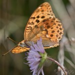 Argynnis laodice - Perlovec východný IMG_4112