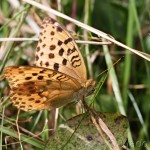 Argynnis laodice - Perlovec východný IMG_4115