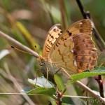 Argynnis laodice - Perlovec východný IMG_4132