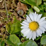 Bellis perennis - Sedmokráska obyčajná 22-42-11