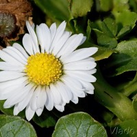 Bellis perennis - Sedmokráska obyčajná 22-42-46