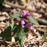 Lamium maculatum L. - Hluchvka škvrnitá 19-58-09