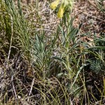 Onosma viridis - Rumenica svieža IMG_0912
