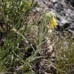 Onosma viridis - Rumenica svieža IMG_0914