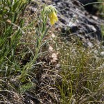 Onosma viridis - Rumenica svieža IMG_0915