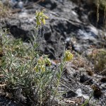 Onosma viridis - Rumenica svieža IMG_0917