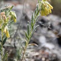 Onosma viridis - Rumenica svieža IMG_0918