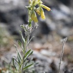 Onosma viridis - Rumenica svieža IMG_0919
