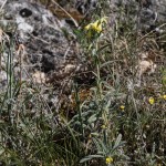 Onosma viridis - Rumenica svieža IMG_0920