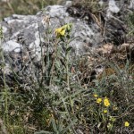 Onosma viridis - Rumenica svieža IMG_0921