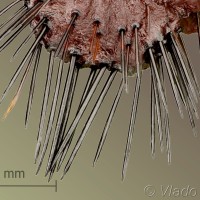 Saturnia pavoniella - Okáň priamočiary 12-55-48v