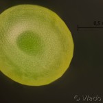 Macroglossum stellatarum - Lišaj marinkový 14-09-39vs