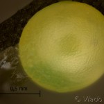 Macroglossum stellatarum - Lišaj marinkový 18-03-15vs