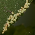 Epirrita autumnata, E. dilutata , E.christyi - Jesenica 19-30-36