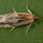 Eucosma hohenwartiana cf. - Obaľovač Hohenwartov 21-30-55