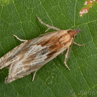 Eucosma hohenwartiana cf. - Obaľovač Hohenwartov 21-34-23