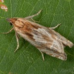 Eucosma hohenwartiana cf. - Obaľovač Hohenwartov 21-37-23