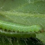 Hemaris tityus - Lišaj chrastavcový 22-06-57