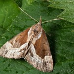 Hypena crassalis - Pamora čučoriedková 22-01-06