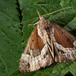 Hypena crassalis - Pamora čučoriedková 22-03-36